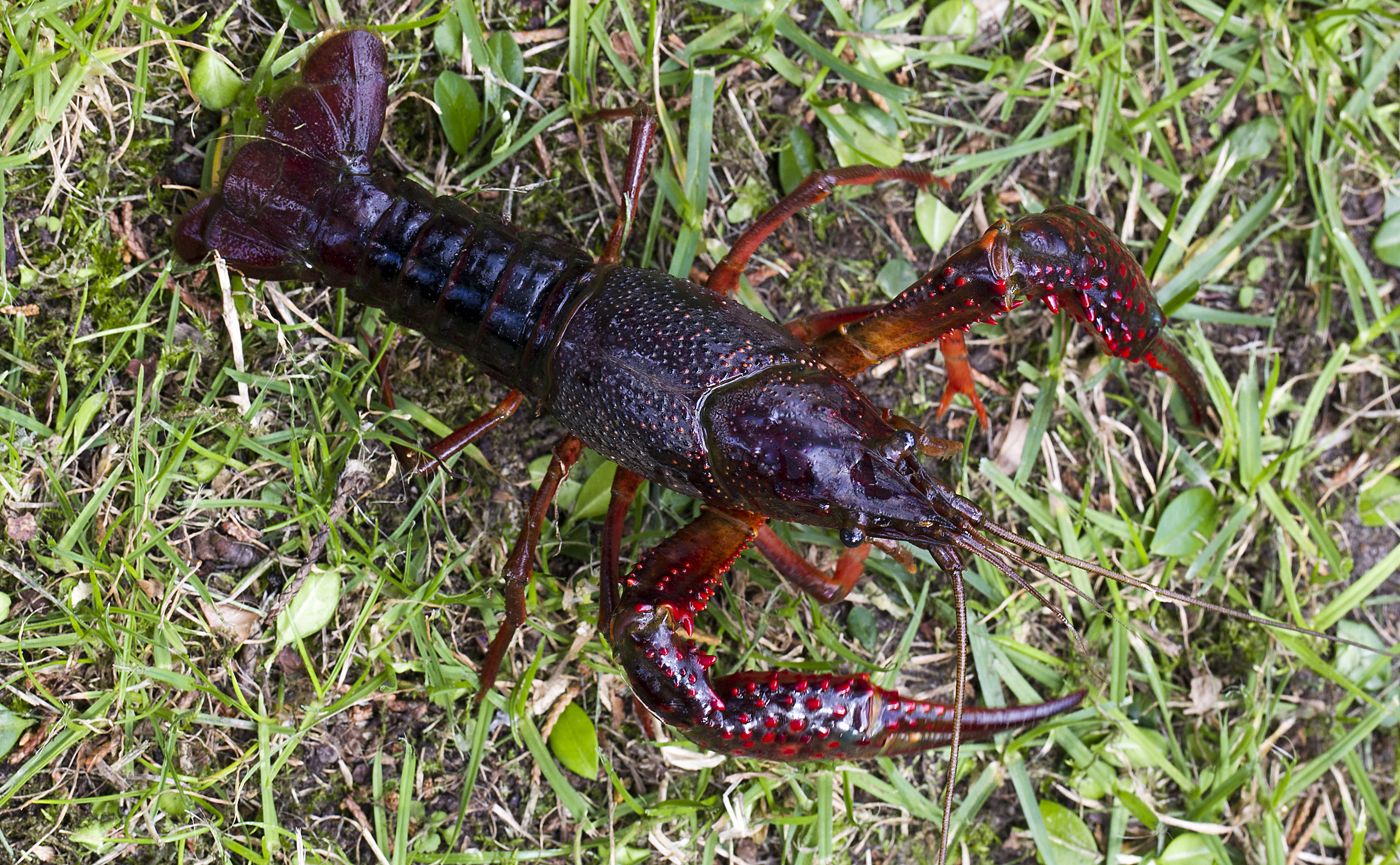 Procambarus clarkii or red swamp crayfish by webted [CC-BY-NC-ND-2.0]