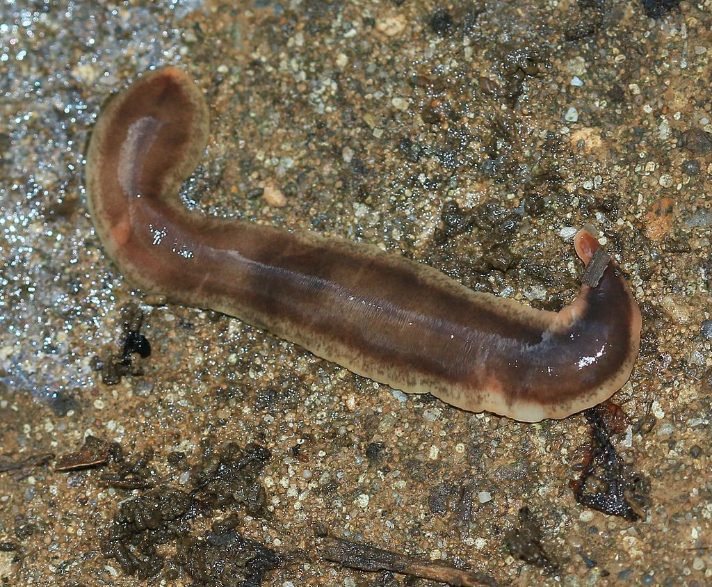 New Zealand flatworm (Arthurdendyus triangulatus) [CC BY 2.0]