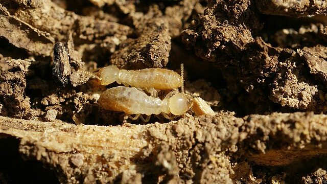 Reticulitermes banyulensis. (Photo: Hans Hillewaert [CC BY-NC-ND 2.0], via Flickr)