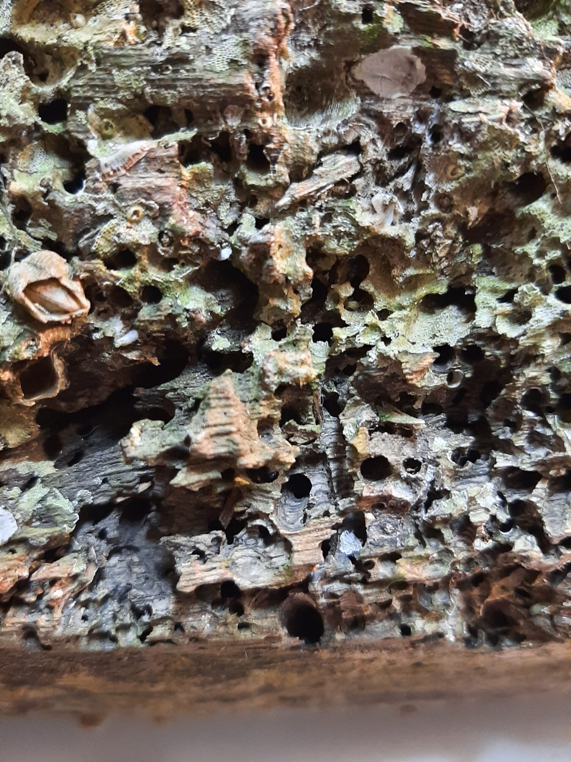 Close up wood from port of Antwerp