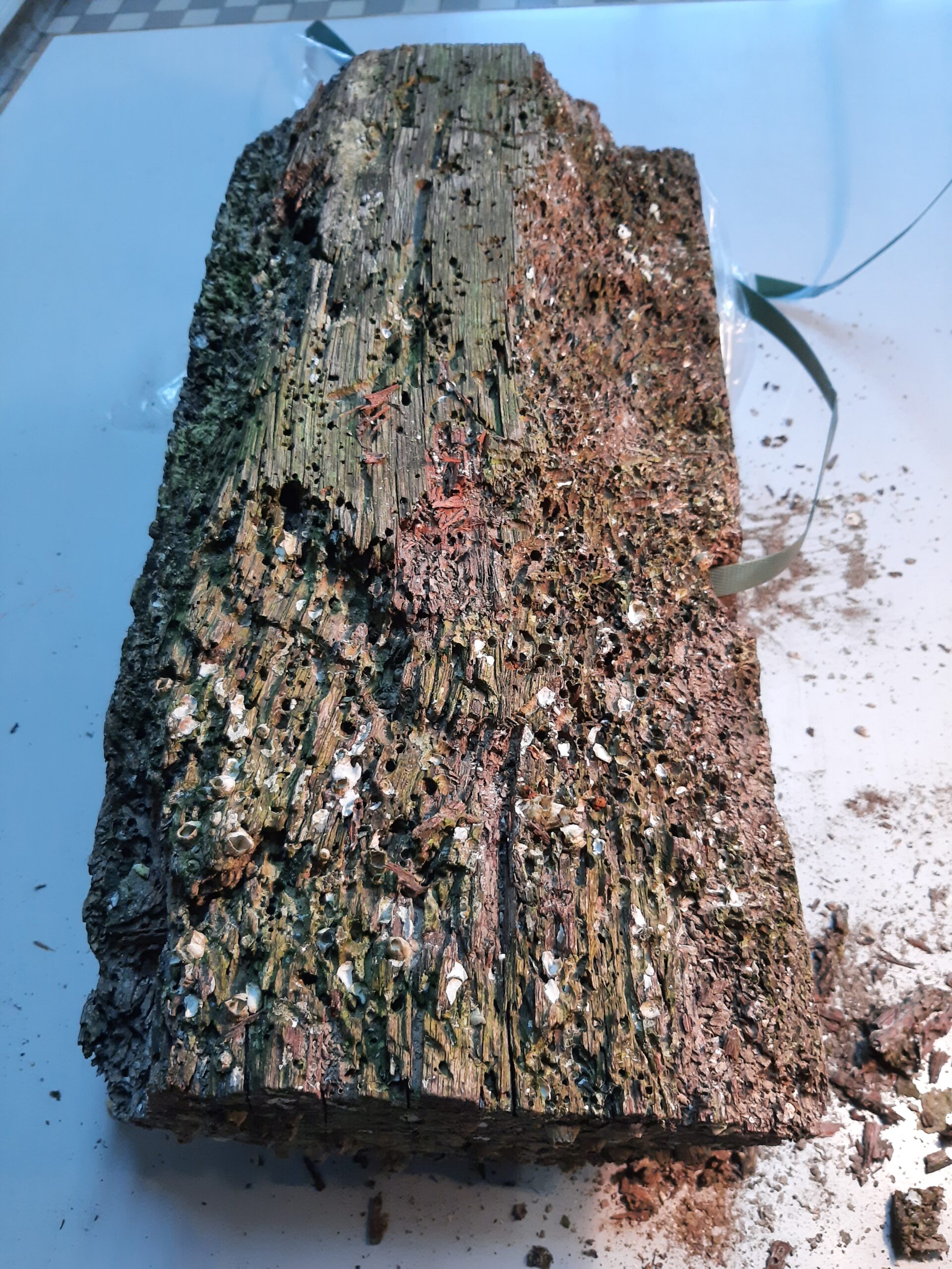 Piece of wood from port of Antwerp