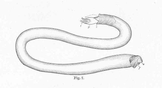Shipworm - Teredo navalis