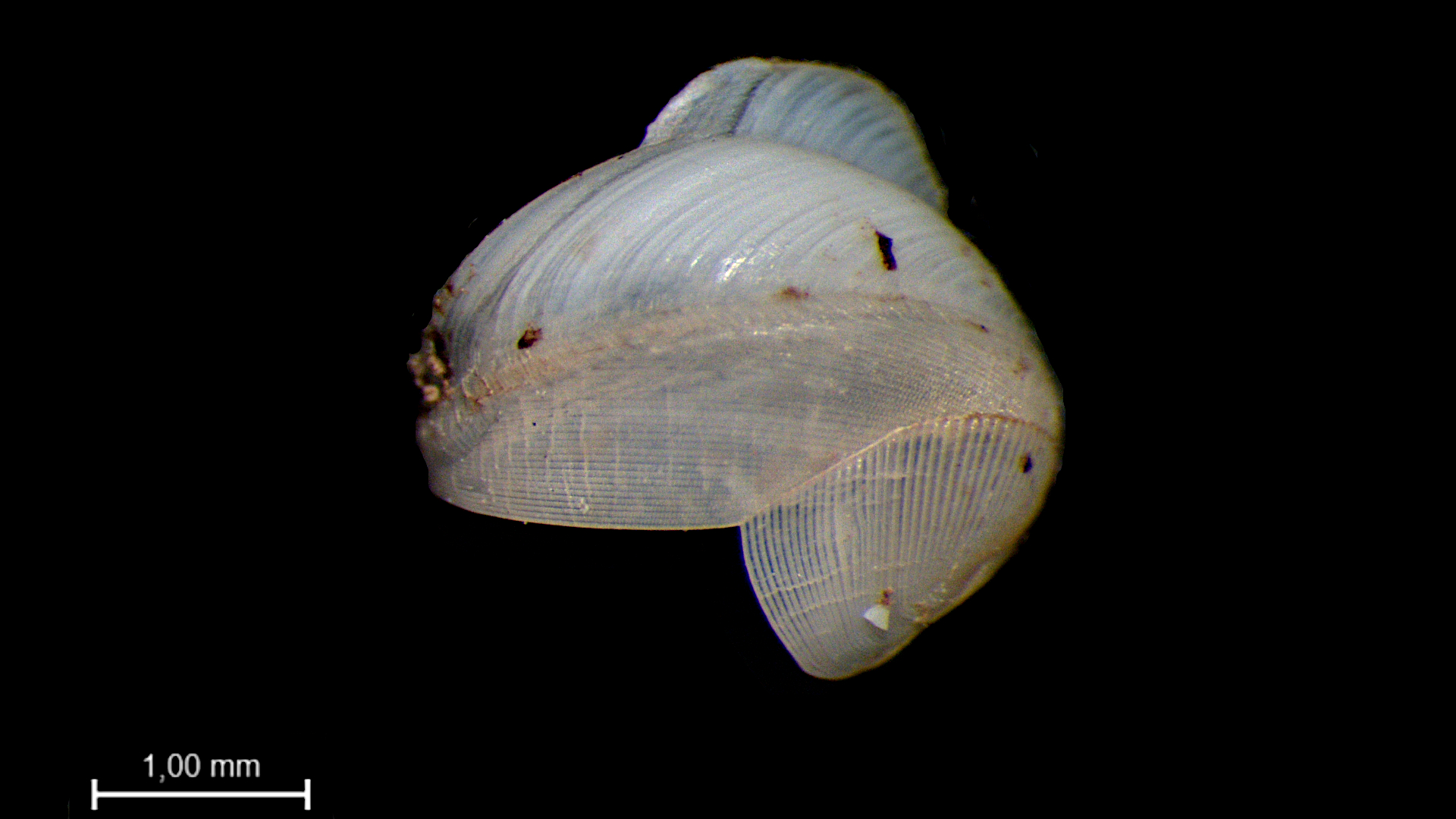 Teredo - half shell outside