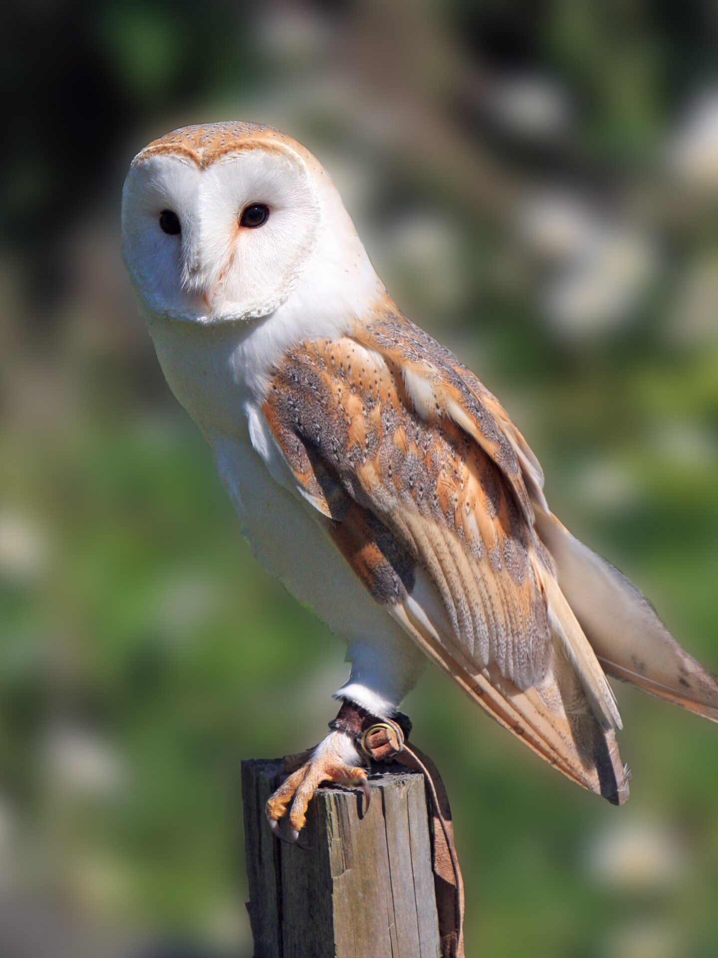 Western barn owl (Tyto alba) by Karen Arnold [Public Domain]