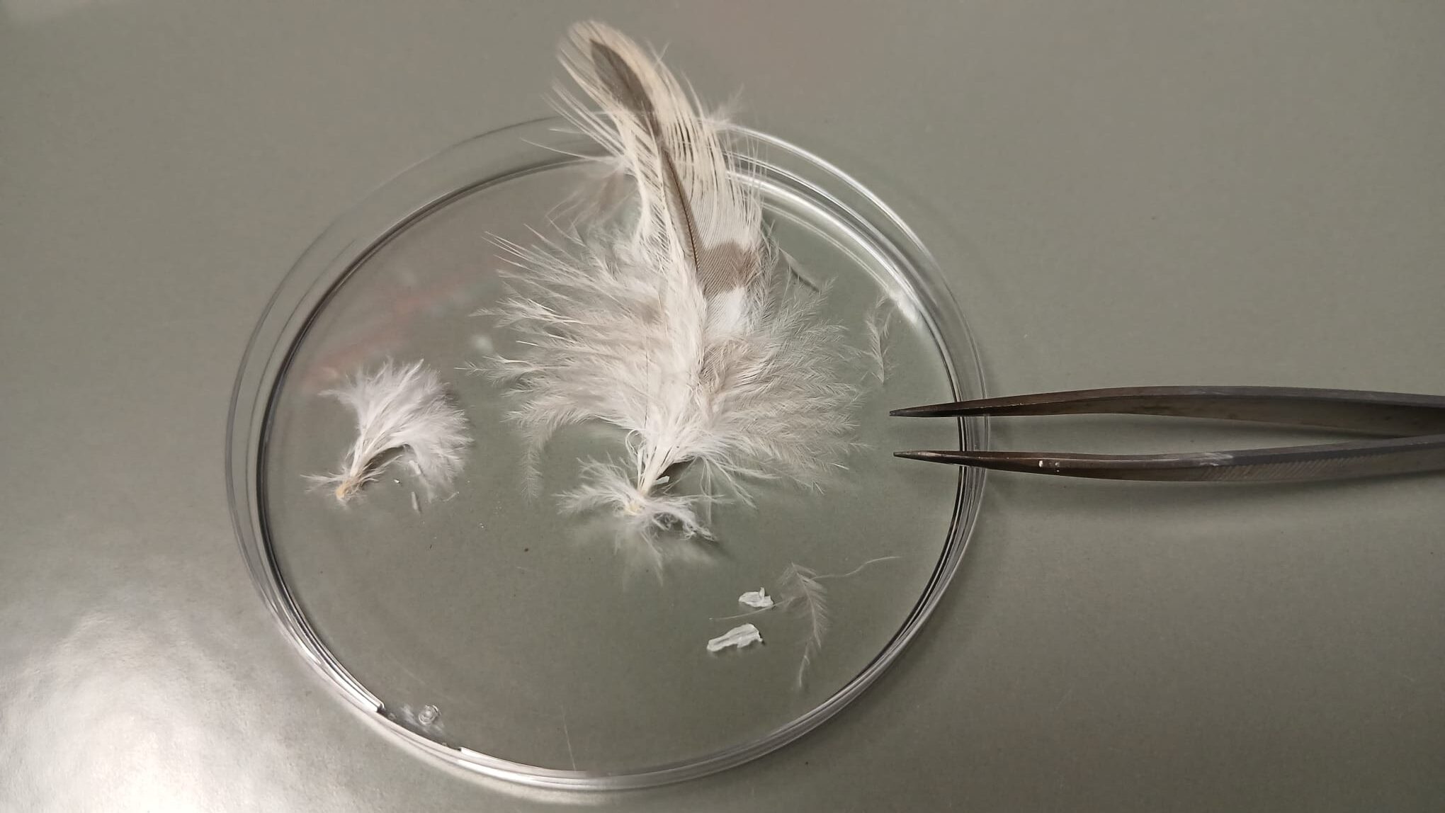 Feather sampled for DNA analysis (c)RMCA