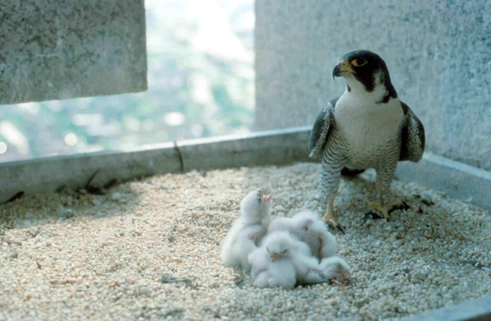 Peregrine falcon (Falco peregrinus) with chicks by Craig Flatten USFWS [CCO Public Domain]