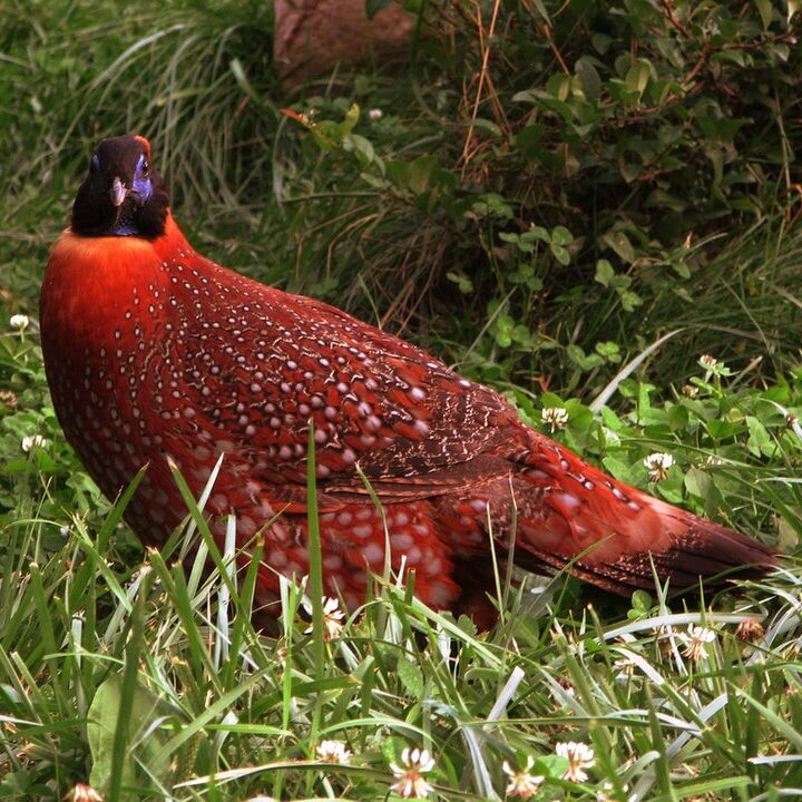 Male Satyr Tragopan (Tragopan satyra) by Estulif [CC-BY-SA-2.0]