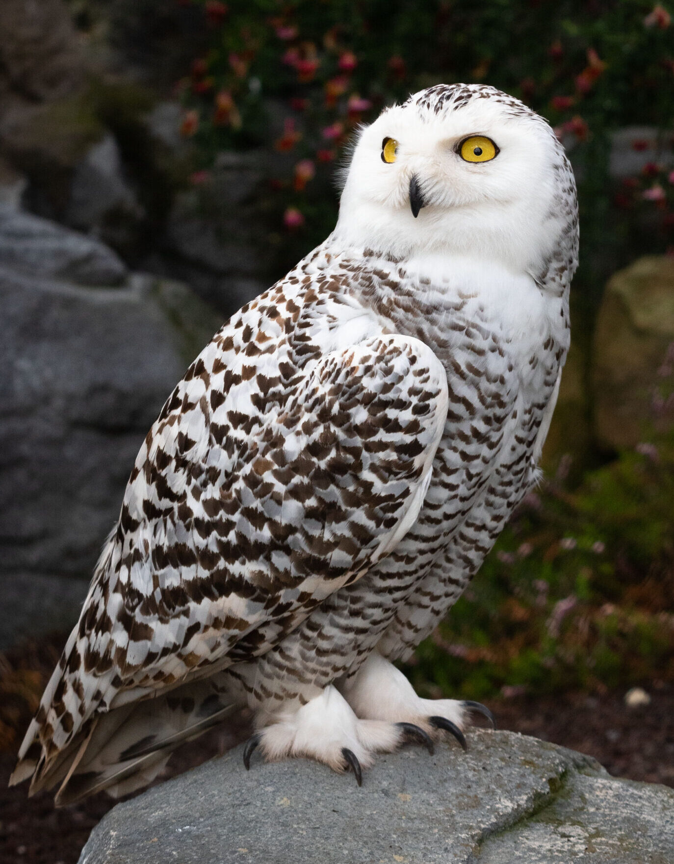 Snowy Owl (Bubo scandiacus) by Cloudtail the Snow Leopard [CC-BY-NC-ND-2..0]