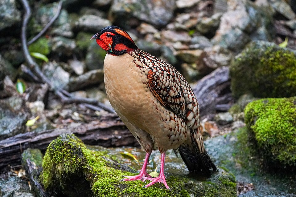 Cabot's tragopan (Tragopan caboti), photographed in Mount Sanqing, Shangrao, Jiangxi Province, China, by Sun Jiao [CC-BY-SA-4.0]