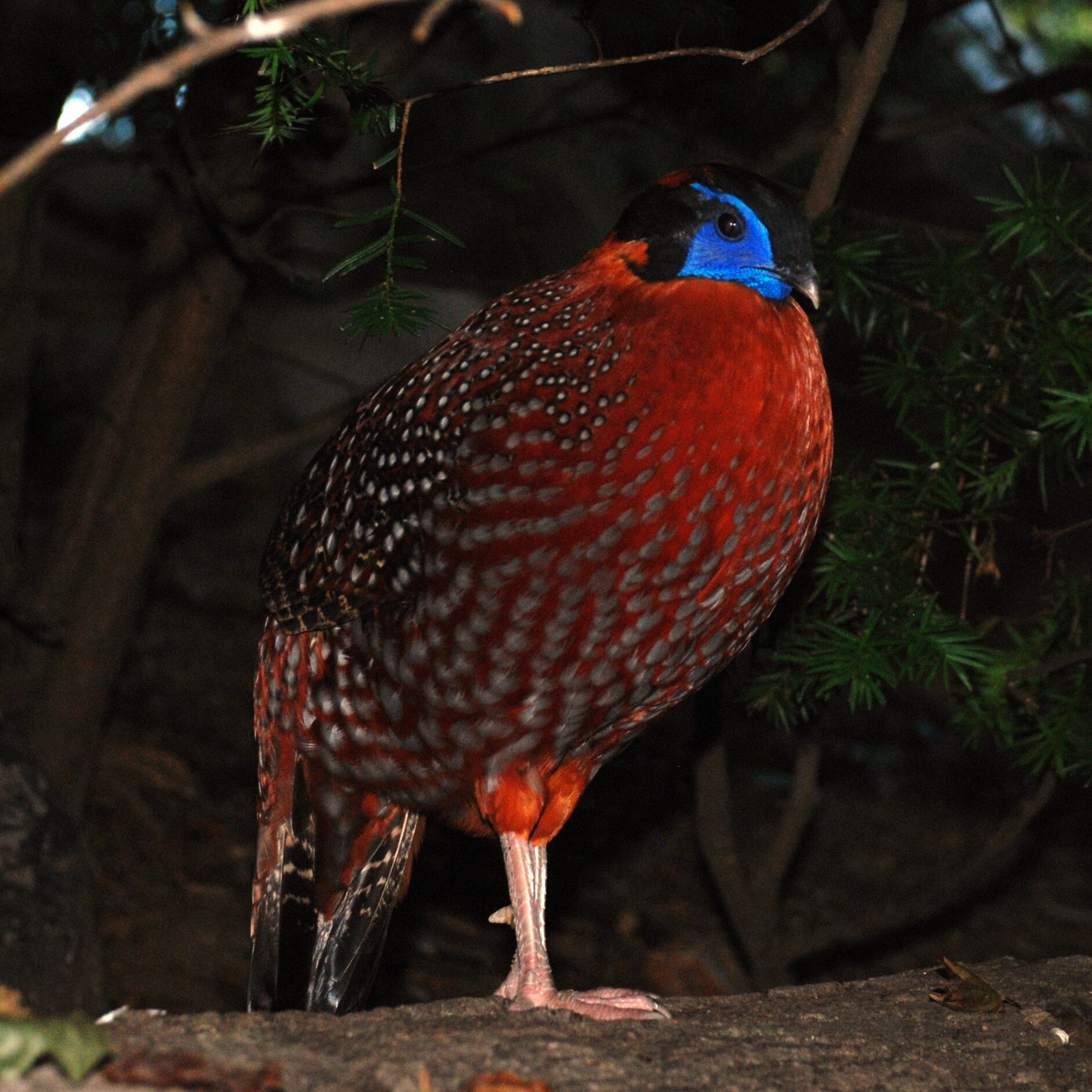 Temminck's tragopan (Tragopan temminckii) at Washington D.C. Zoo by Jarek Tuszyński [CC-BY-SA-3.0]